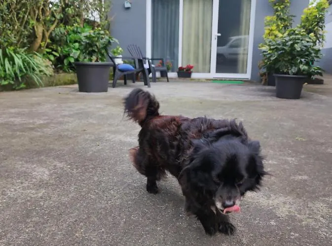 게스트하우스 Quinta Dos Choroes 3*