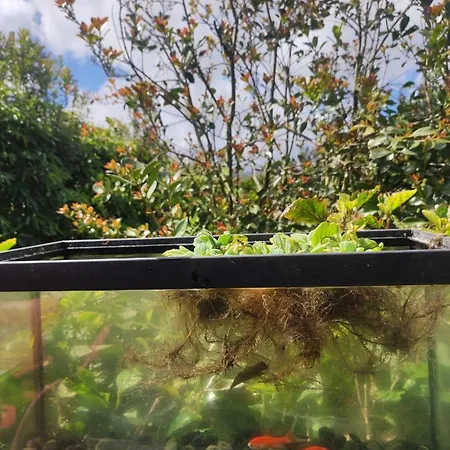 Quinta Dos Choroes 3* São Vicente Ferreira