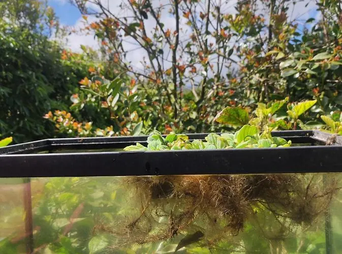 Quinta Dos Choroes 3* São Vicente Ferreira